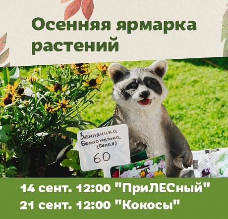 Цветы, рассада и кустарники на осенней ярмарке!